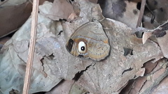 Mycalesis junonia
