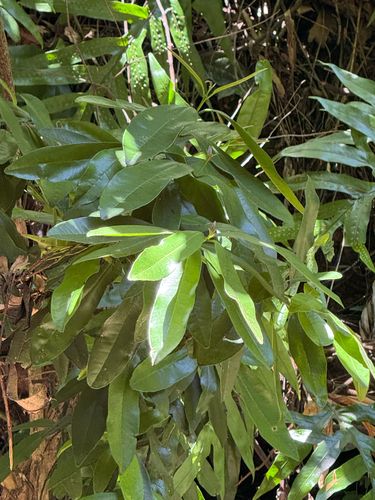 Pimenta dioica observed 2026-04-25