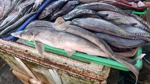 Blackspot shark (Carcharhinus sealei) — Carcharhinidae