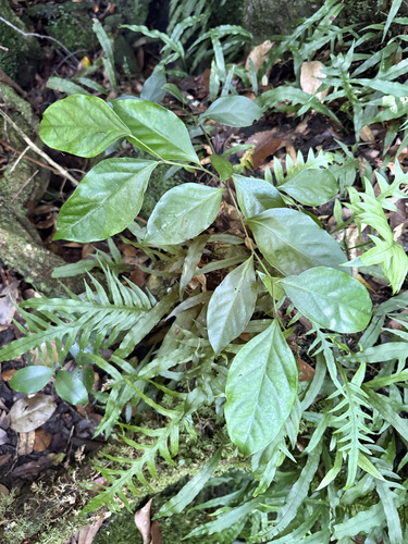 Citronella moorei, 2026-03-25