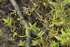 Stellaria fenzlii