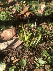 Lilieae