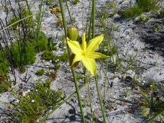 Bobartia longicyma