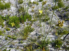 Bobartia longicyma