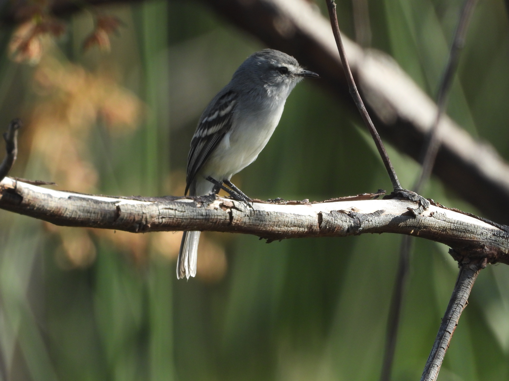 White-crested Tyrannulet (Serpophaga subcristata), photo 6