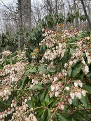 Pieris japonica