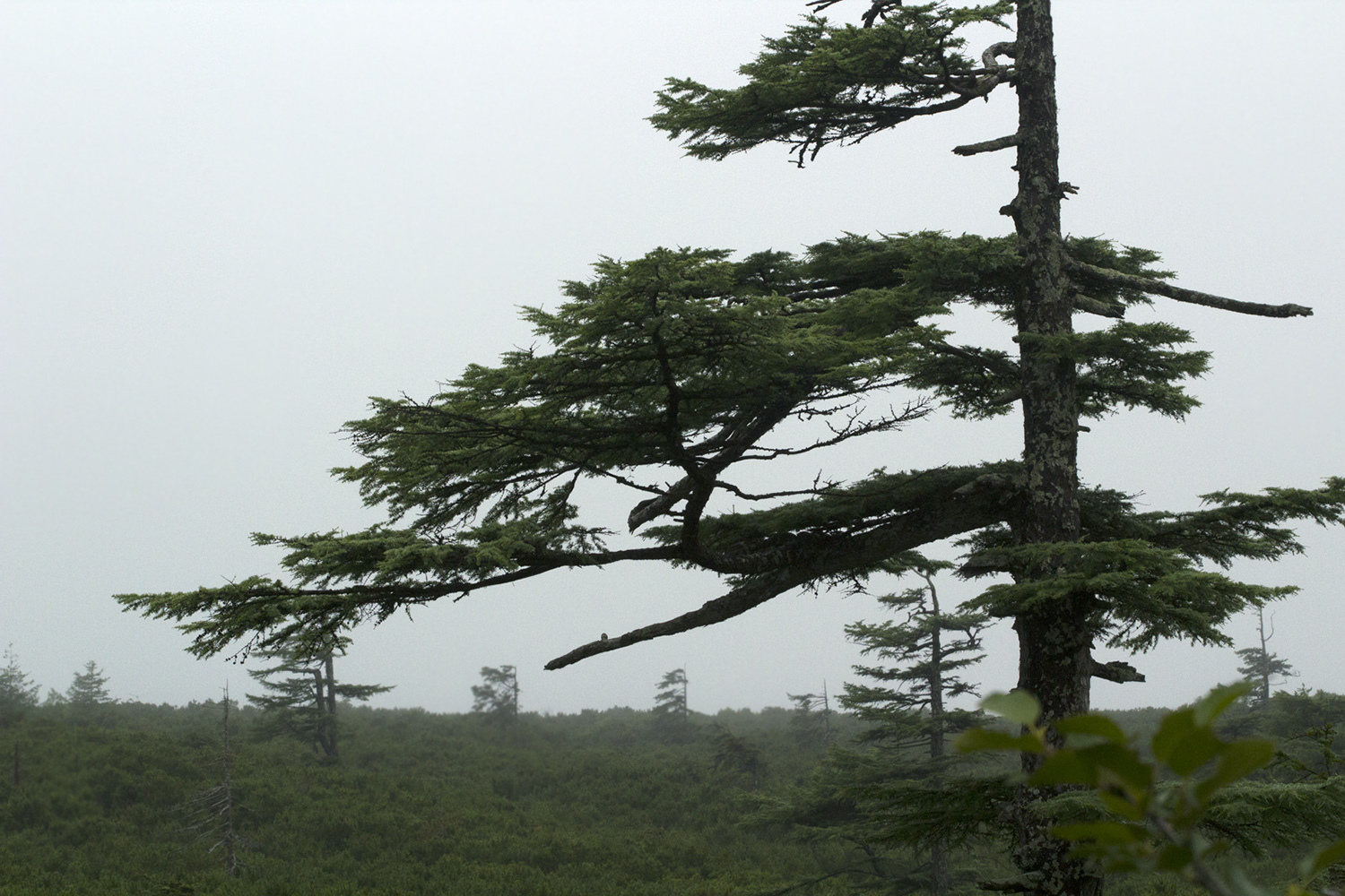 Larix gmelinii