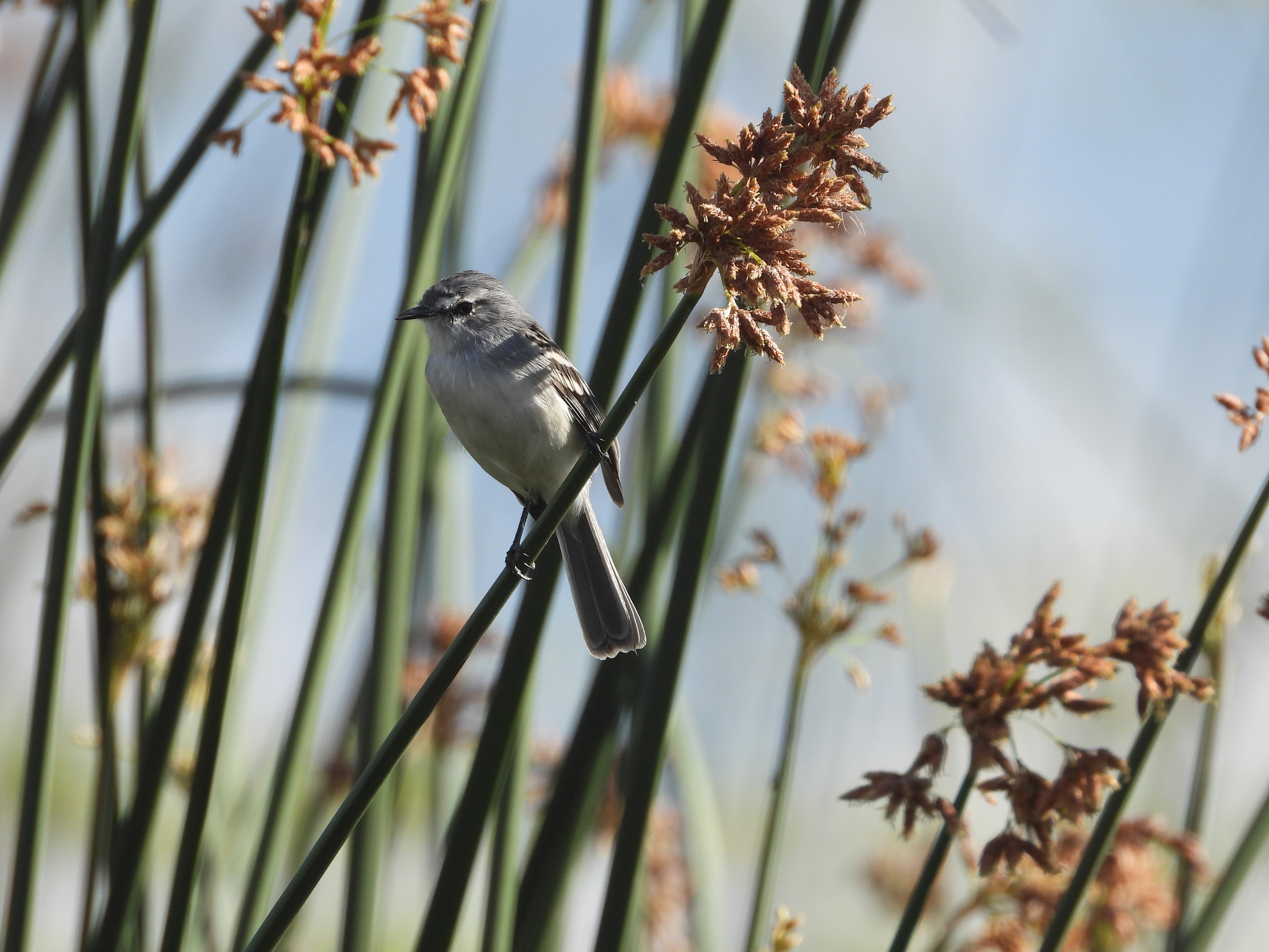 White-crested Tyrannulet (Serpophaga subcristata), photo 8