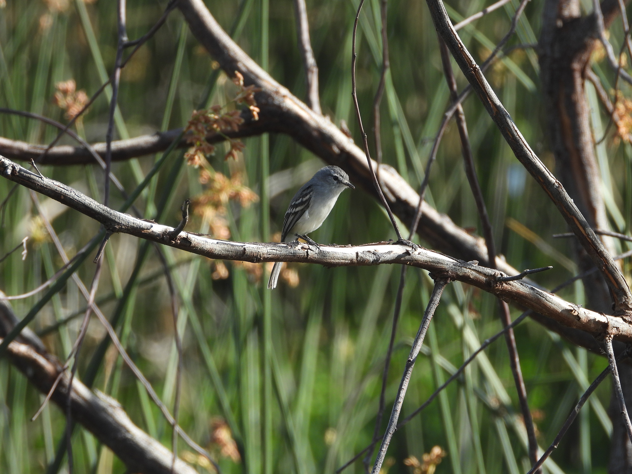 White-crested Tyrannulet (Serpophaga subcristata), photo 7