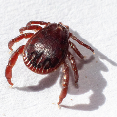 Rhipicephalus sanguineus