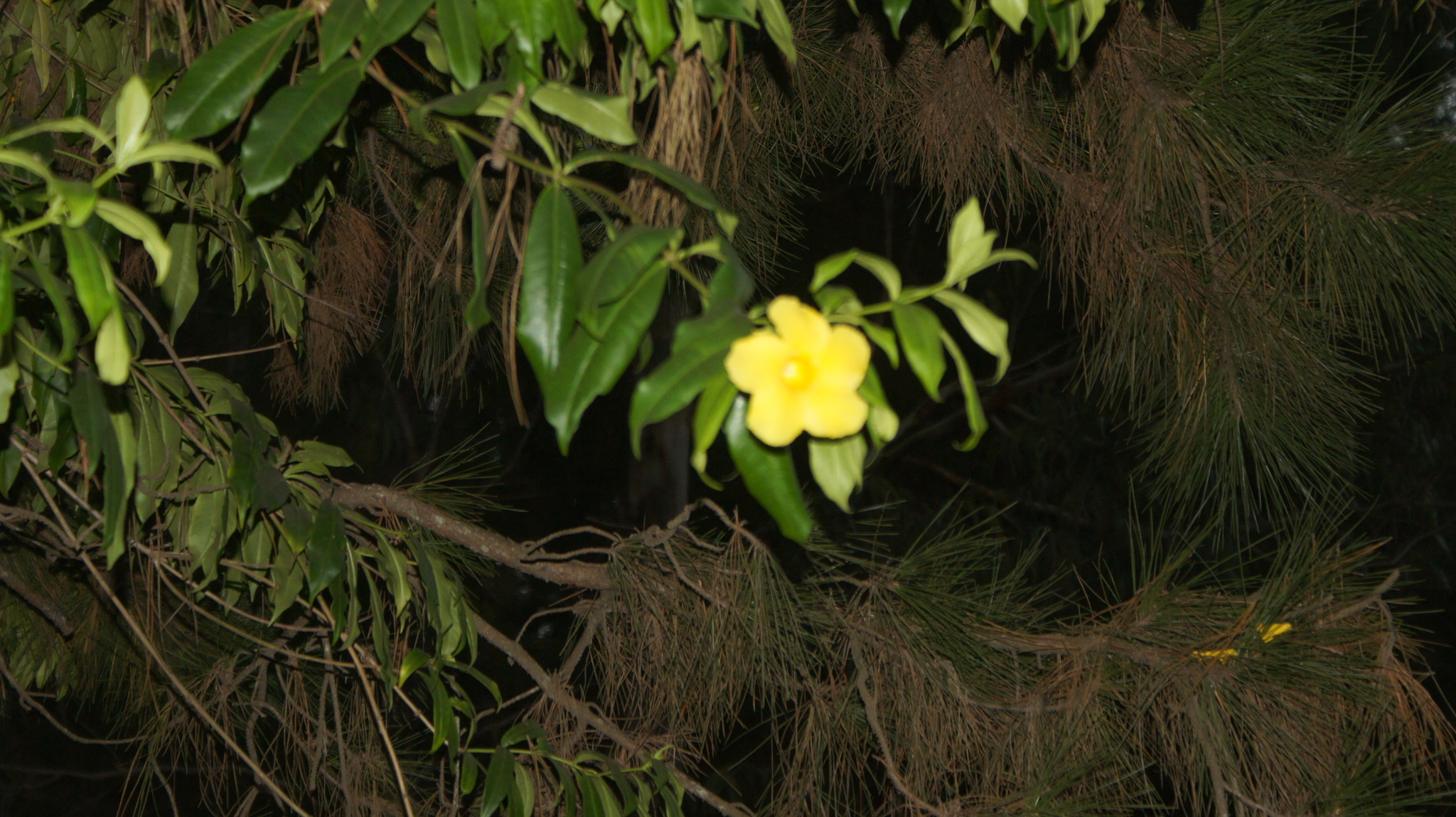 Allamanda cathartica