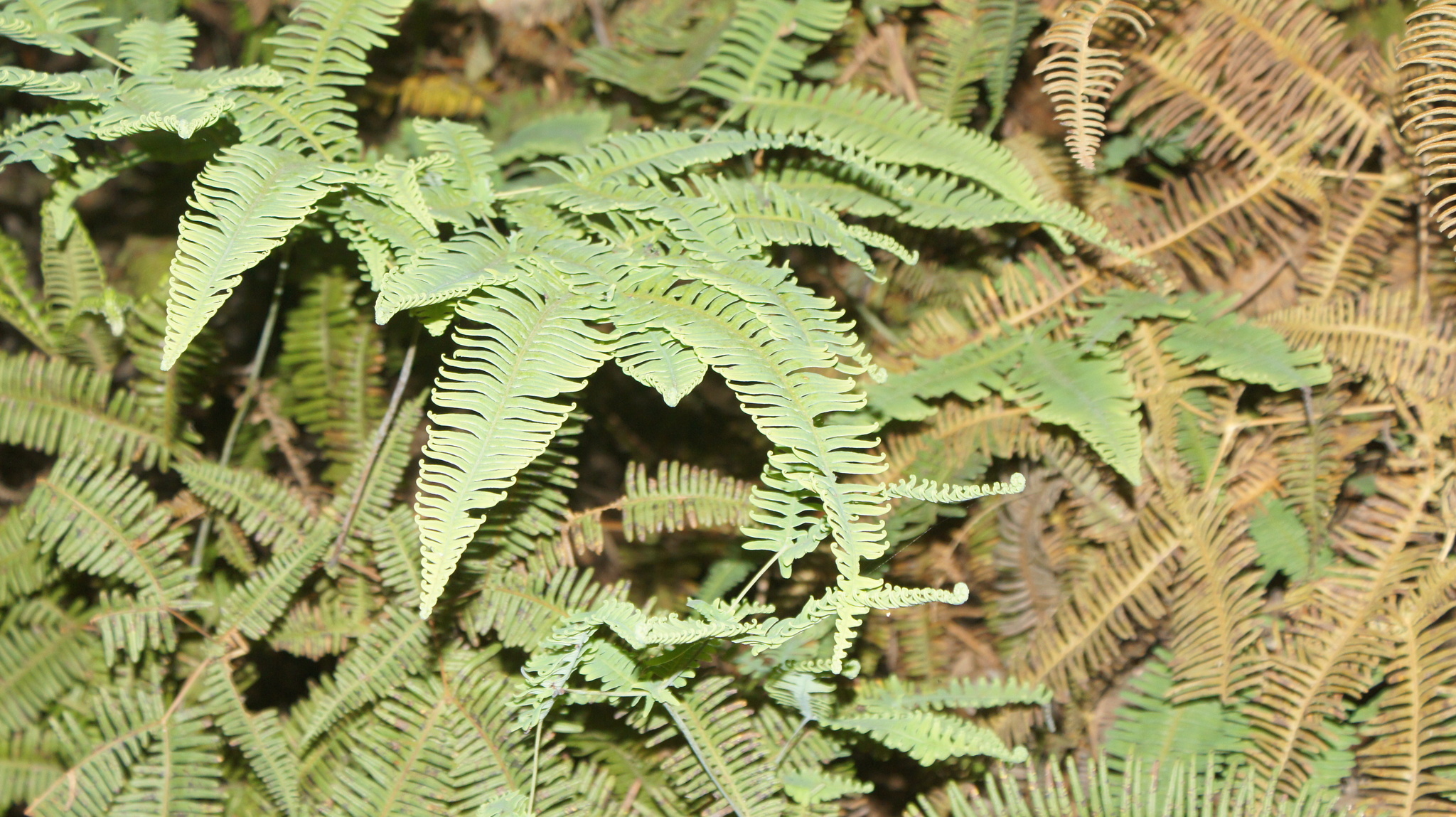 Gleichenella pectinata