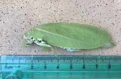 Zabalius ophthalmicus