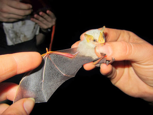 honduran white bat wings
