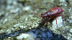 Oxycarenus lavaterae