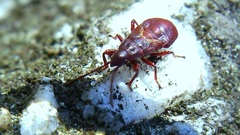 Oxycarenus lavaterae