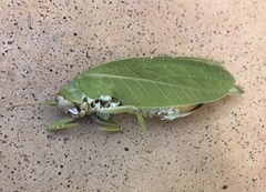 Zabalius ophthalmicus