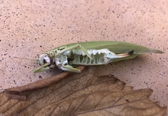 Zabalius ophthalmicus