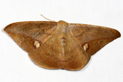 Oxydia mexicata