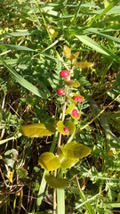 Plagiotrochus quercusilicis