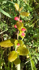 Plagiotrochus quercusilicis