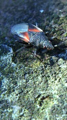 Oxycarenus lavaterae