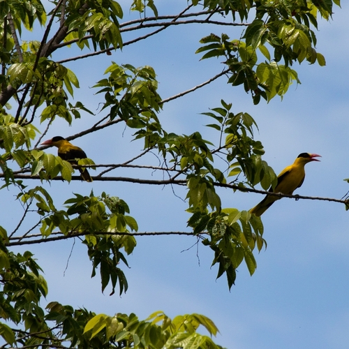 Oriolus chinensis observed 2020-06-12