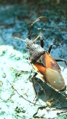 Oxycarenus lavaterae