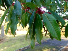 Daphniphyllum macropodum