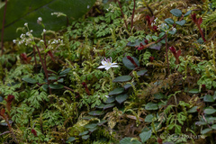 Asteropyrum peltatum