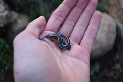 Plestiodon skiltonianus interparietalis