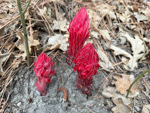 iNaturalist observation photo of Snowplant