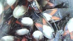 Oxycarenus lavaterae