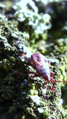 Oxycarenus lavaterae