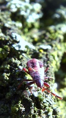 Oxycarenus lavaterae