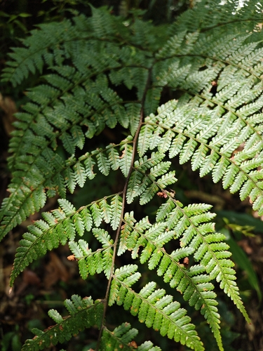 Dryopteris hendersonii observed 2026-04-26