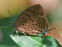 Arhopala silhetensis silhetensis