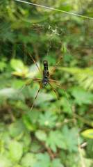 Nephila pilipes