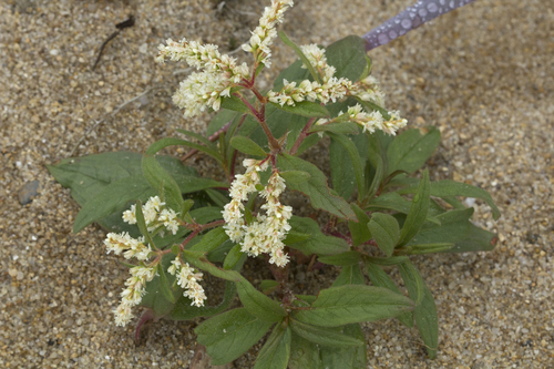 Aconogonon ajanense iNat (3)