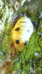 Harmonia axyridis