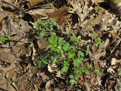 Phacelia ranunculacea