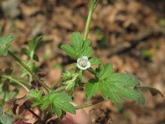 Phacelia ranunculacea