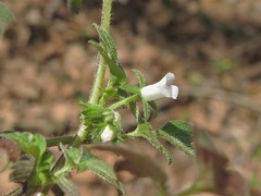 Phacelia ranunculacea