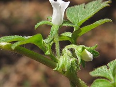 Phacelia ranunculacea
