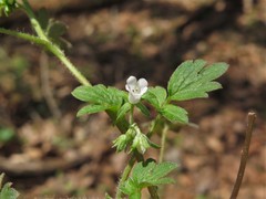 Phacelia ranunculacea
