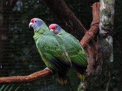 Amazona brasiliensis