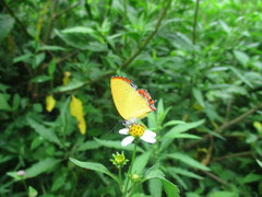 Heliophorini