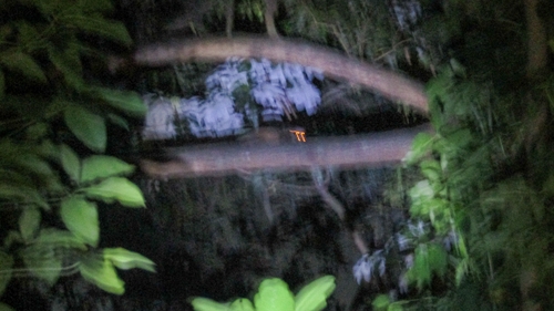 Paradoxurus hermaphroditus