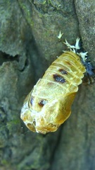 Harmonia axyridis