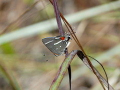 Strymon acis bartrami